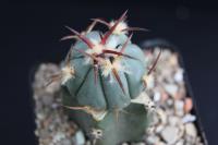 Echinocactus horizonthalonius PD 103